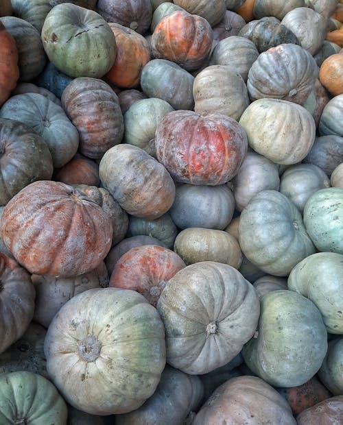 Free Pile of Organic Pumpkins Stock Photo
