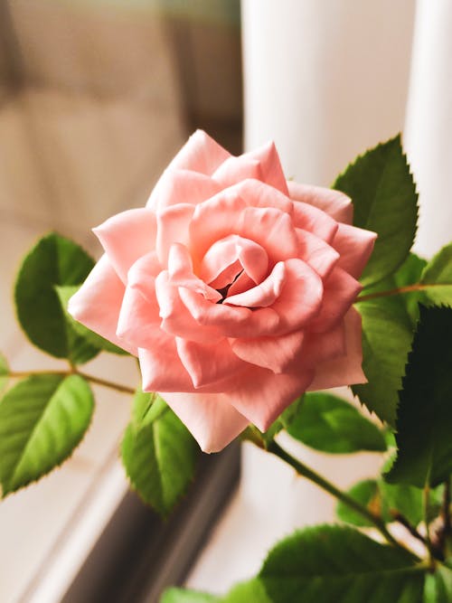 Close-Up Photo of Blooming Pink Rose Flower