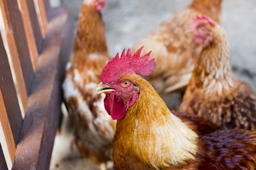 Free stock photo of animal, animal farming, chicken