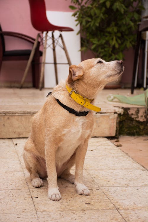 Foto stok gratis anjing, binatang, hewan peliharaan