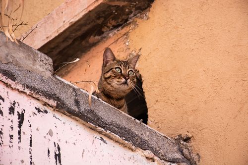 Free A tabby cat gazes out from a concrete ledge in a cityscape setting, capturing urban curiosity. Stock Photo