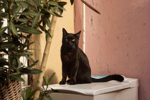 A black cat sitting on a washing machine surrounded by plants in an outdoor setting.