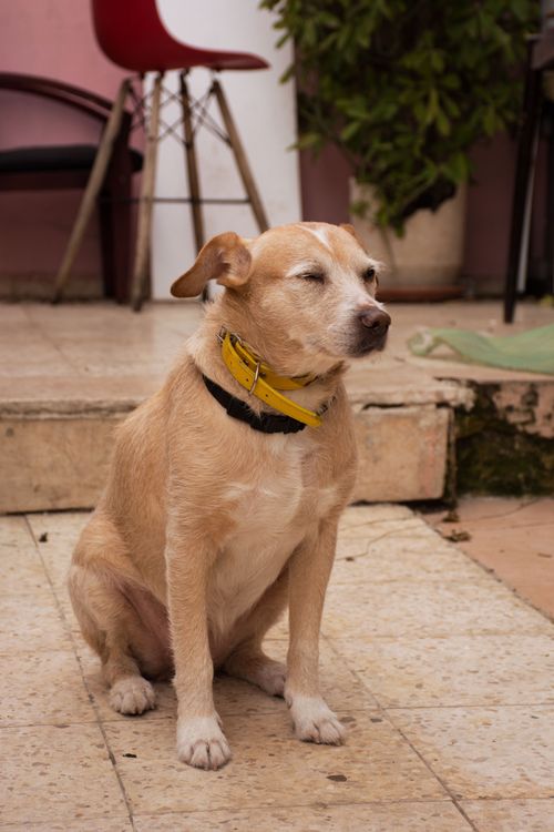 Free A calm short-haired dog with a yellow collar sits indoors on a tiled floor. Stock Photo