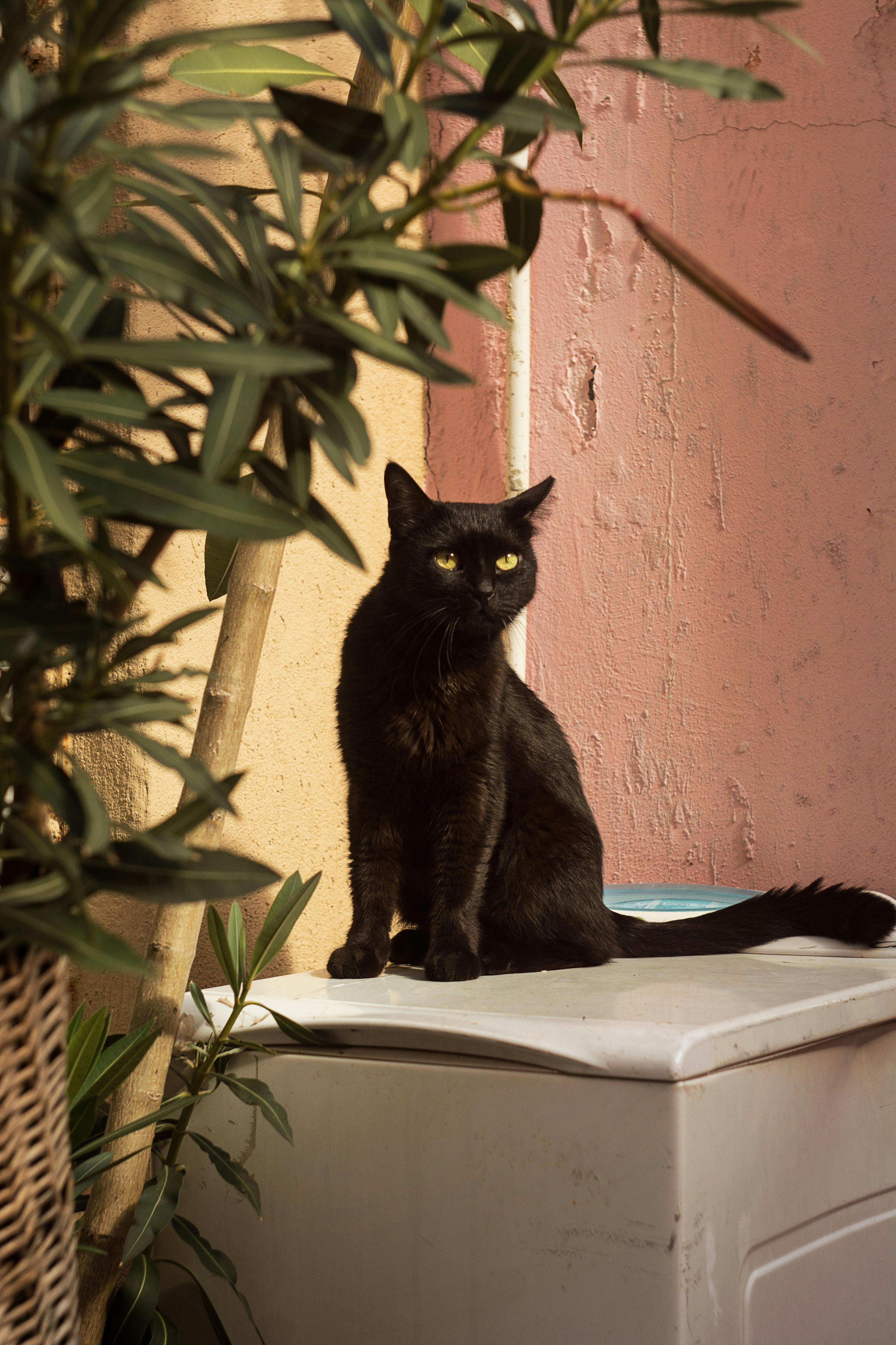 A black cat comfortably sits on a washing machine amidst indoor plants in a warmly lit room.