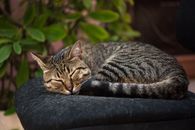 一只安详的虎斑猫正安详地睡在室内的软垫椅子上