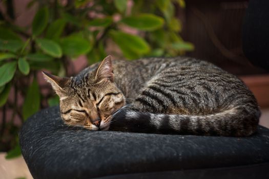 一只安详的虎斑猫正安详地睡在室内的软垫椅子上