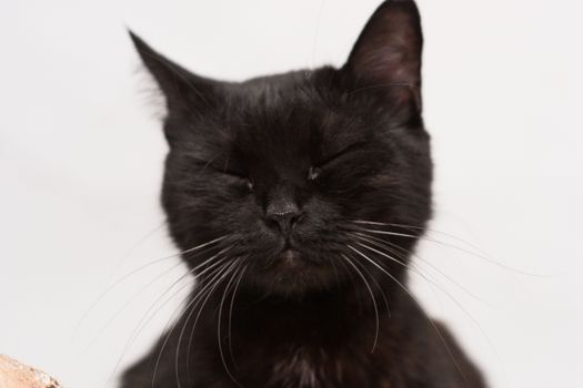 特写镜头中，一只宁静的黑猫闭上眼睛，突显了它的安详