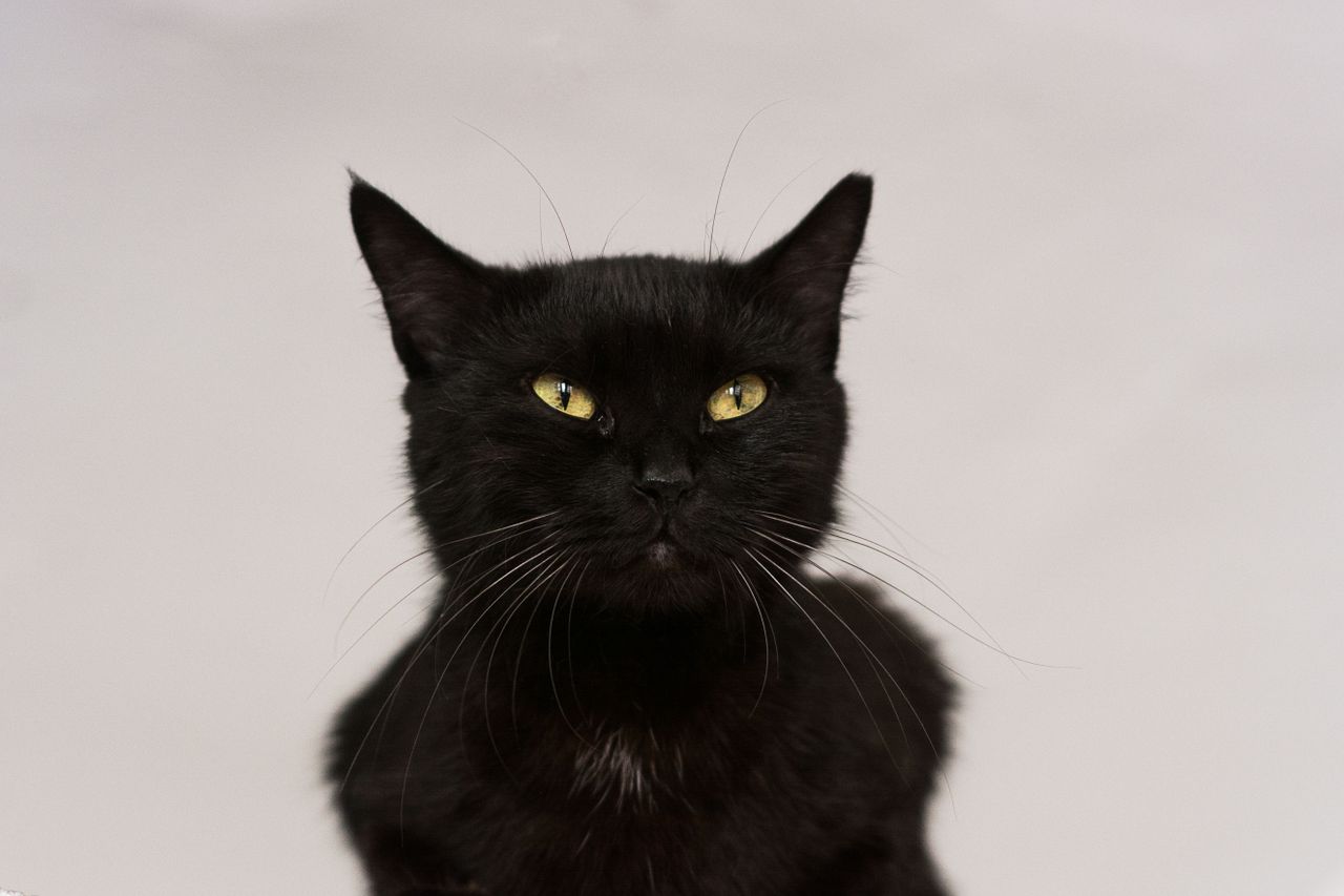 close up portrait of a black cat with striking yellow eyes against a p