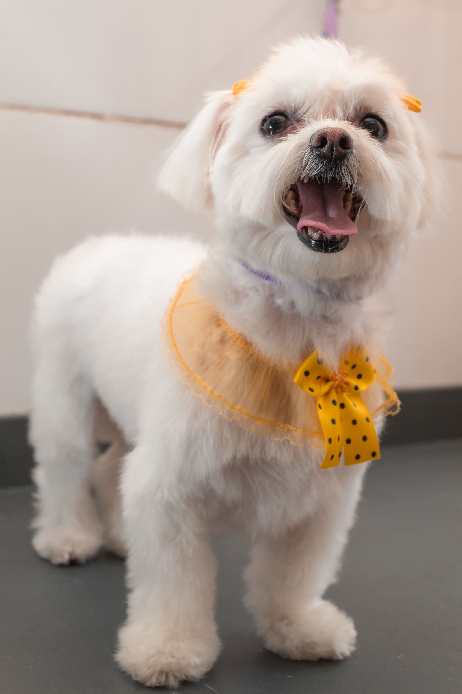 A happy, freshly-groomed fluffy dog wearing a yellow bow, tongue out and smiling