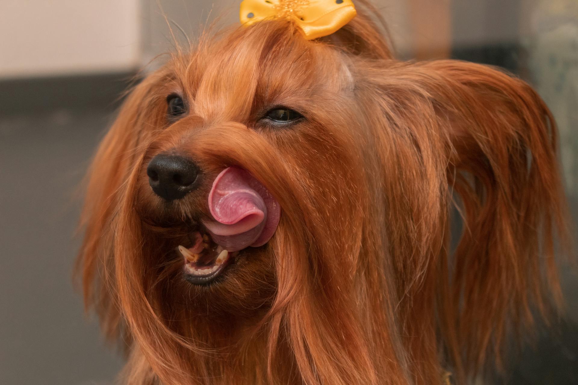 Een bruine langharige hond die zijn haar likt