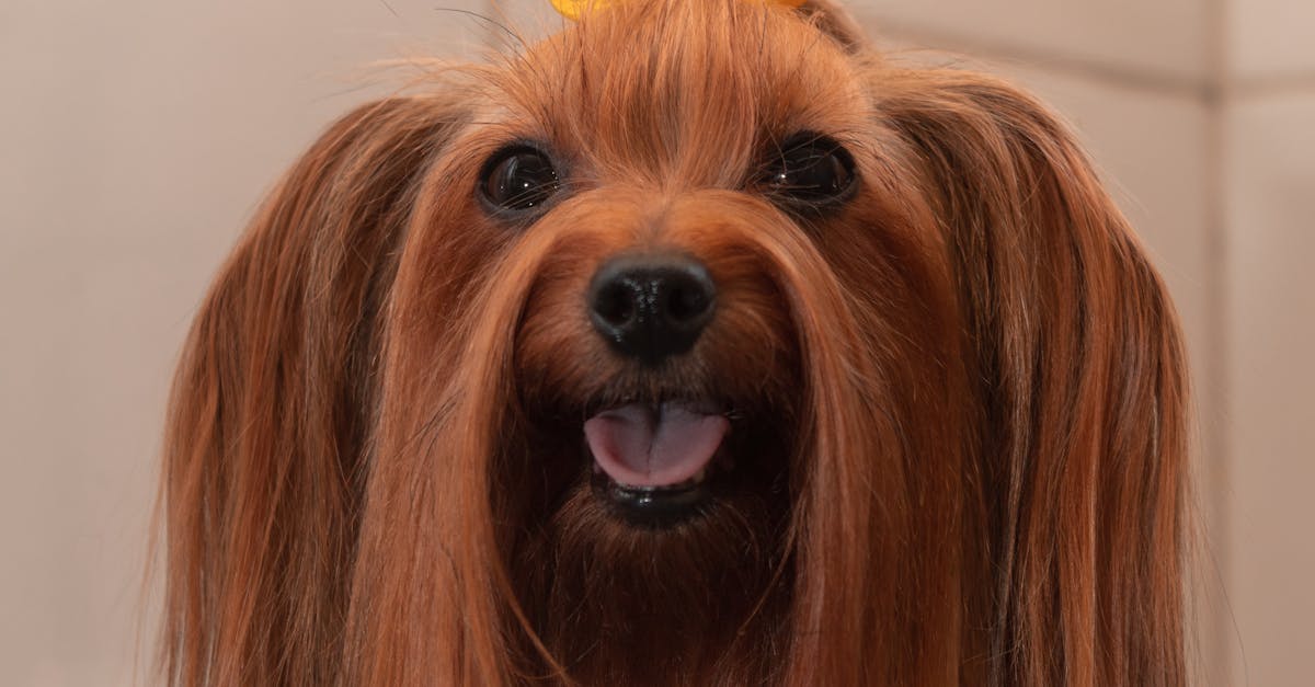 How long does it take for tramadol to kick in dogs
