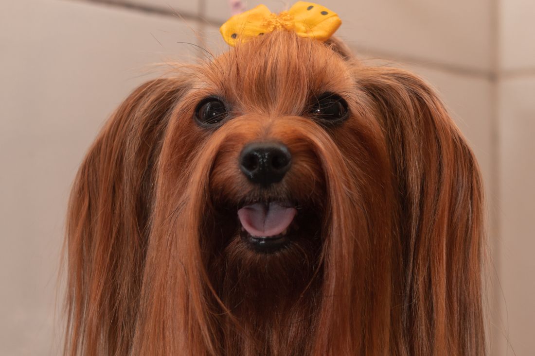 Long-coated Yorkshire Terrier with a yellow ribbon showing silky head and facial hair
