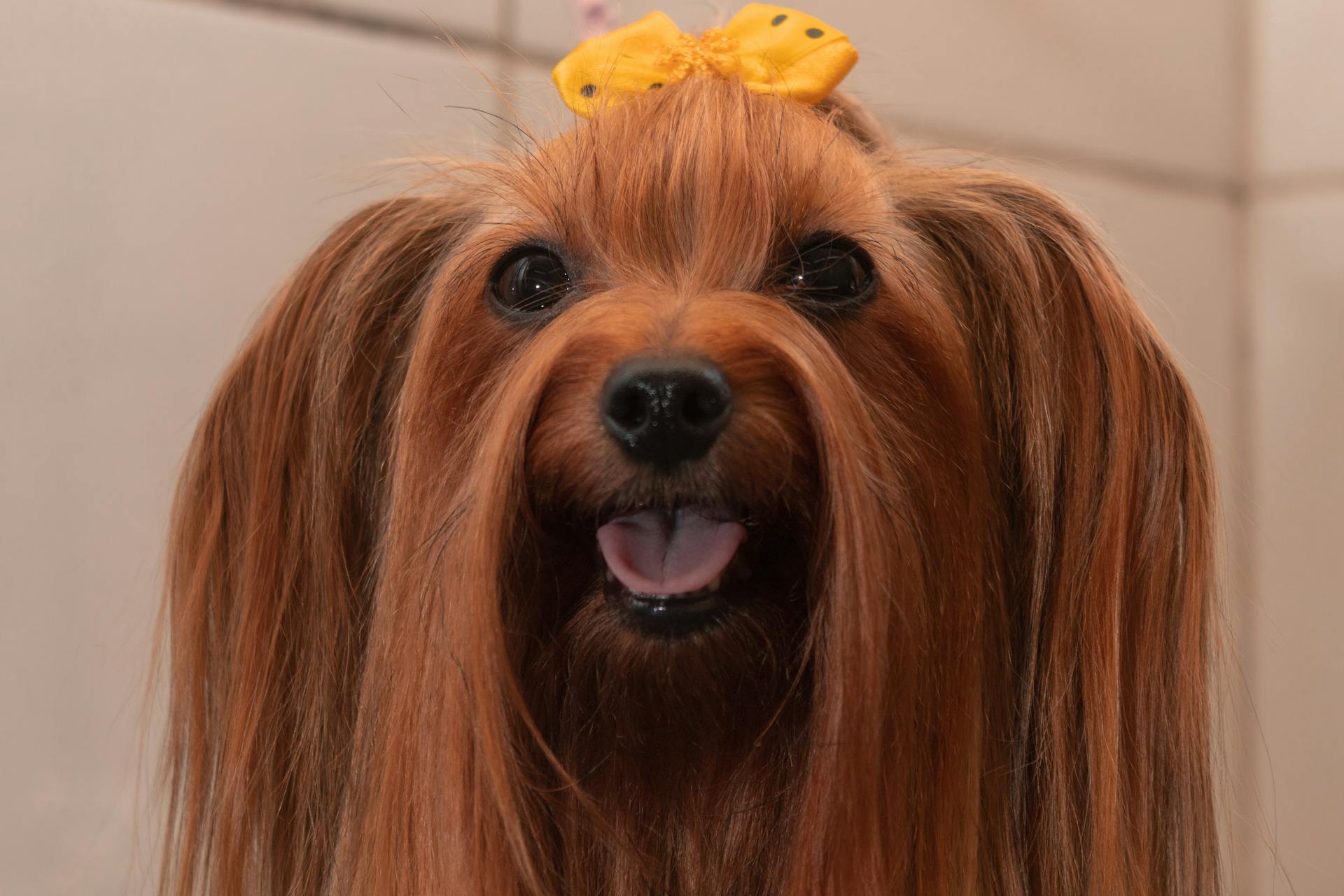 A Brown Long Coated Dog with Yellow Ribbon