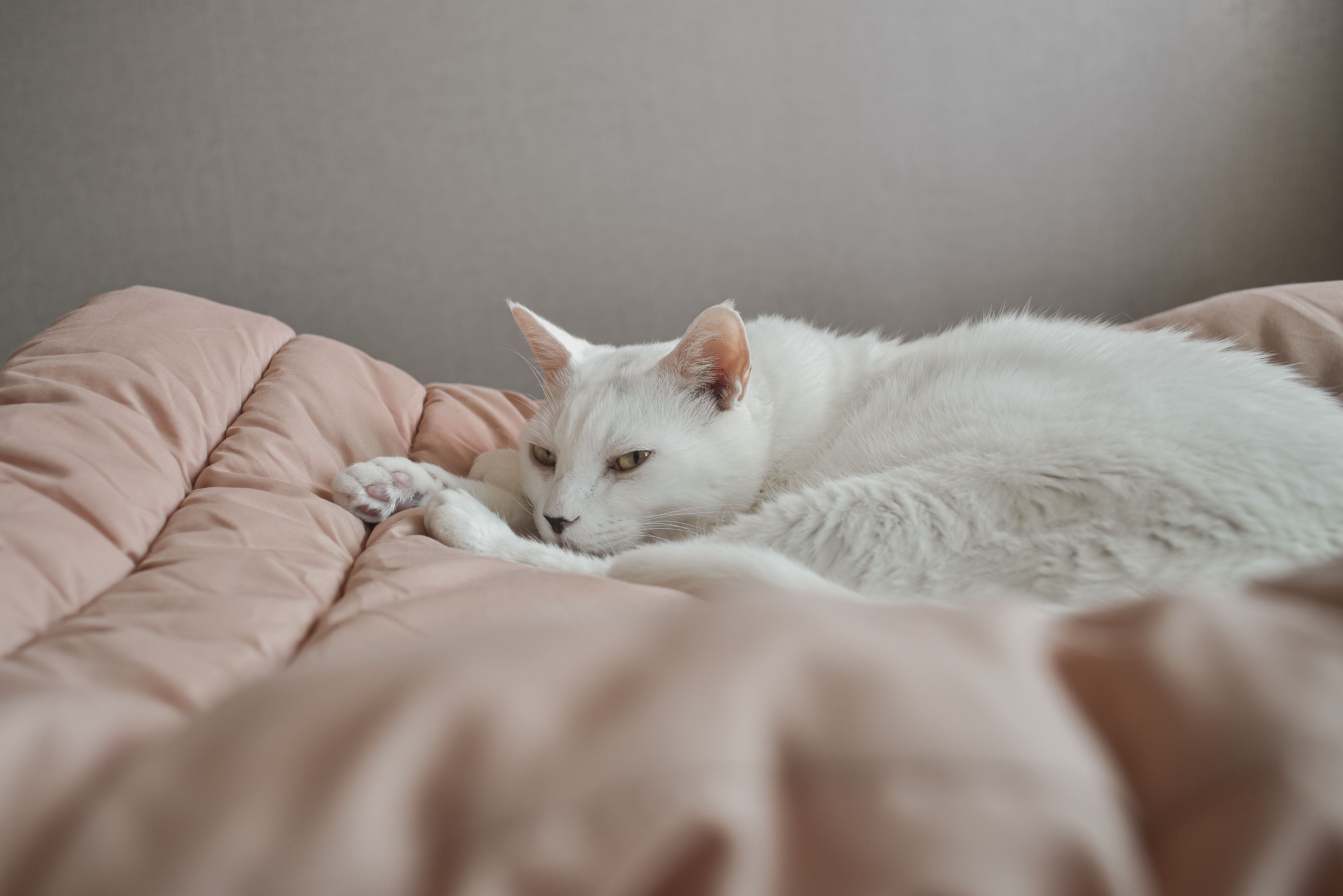 A serene white cat lying on a cozy pink quilt in an indoor setting, exuding lazy comfort.