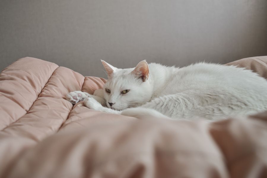 White fluffy cat resting calmly on a cushion