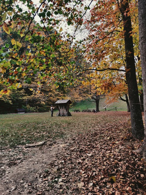 Imagine de stoc gratuită din arbori, cădere, cale