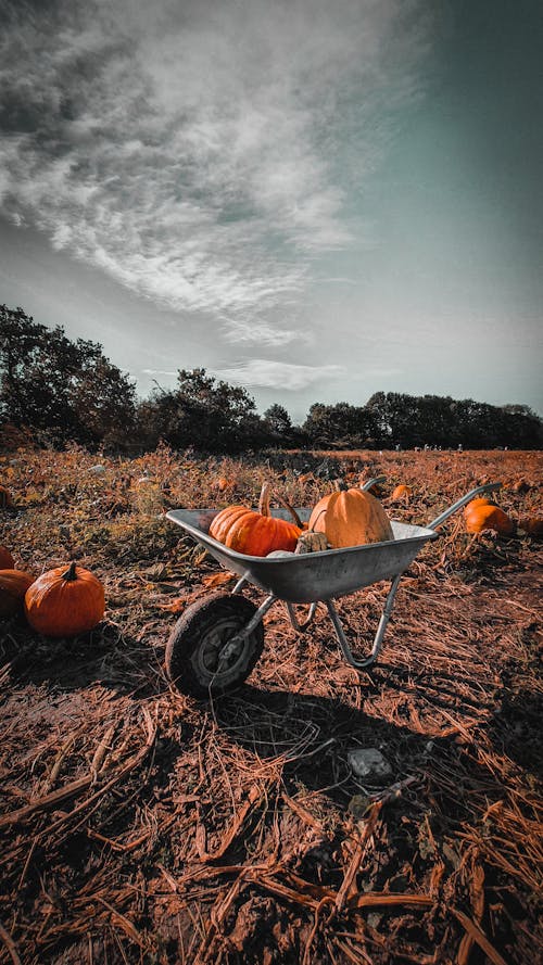 Pumpkins in a Wheelbarrow