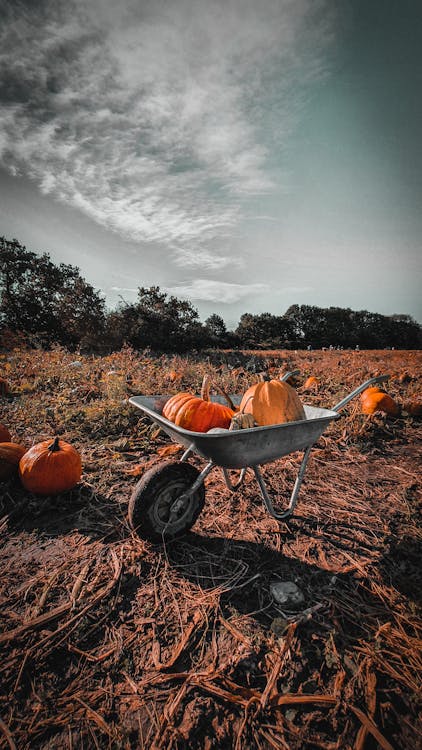 Free Pumpkins in a Wheelbarrow Stock Photo