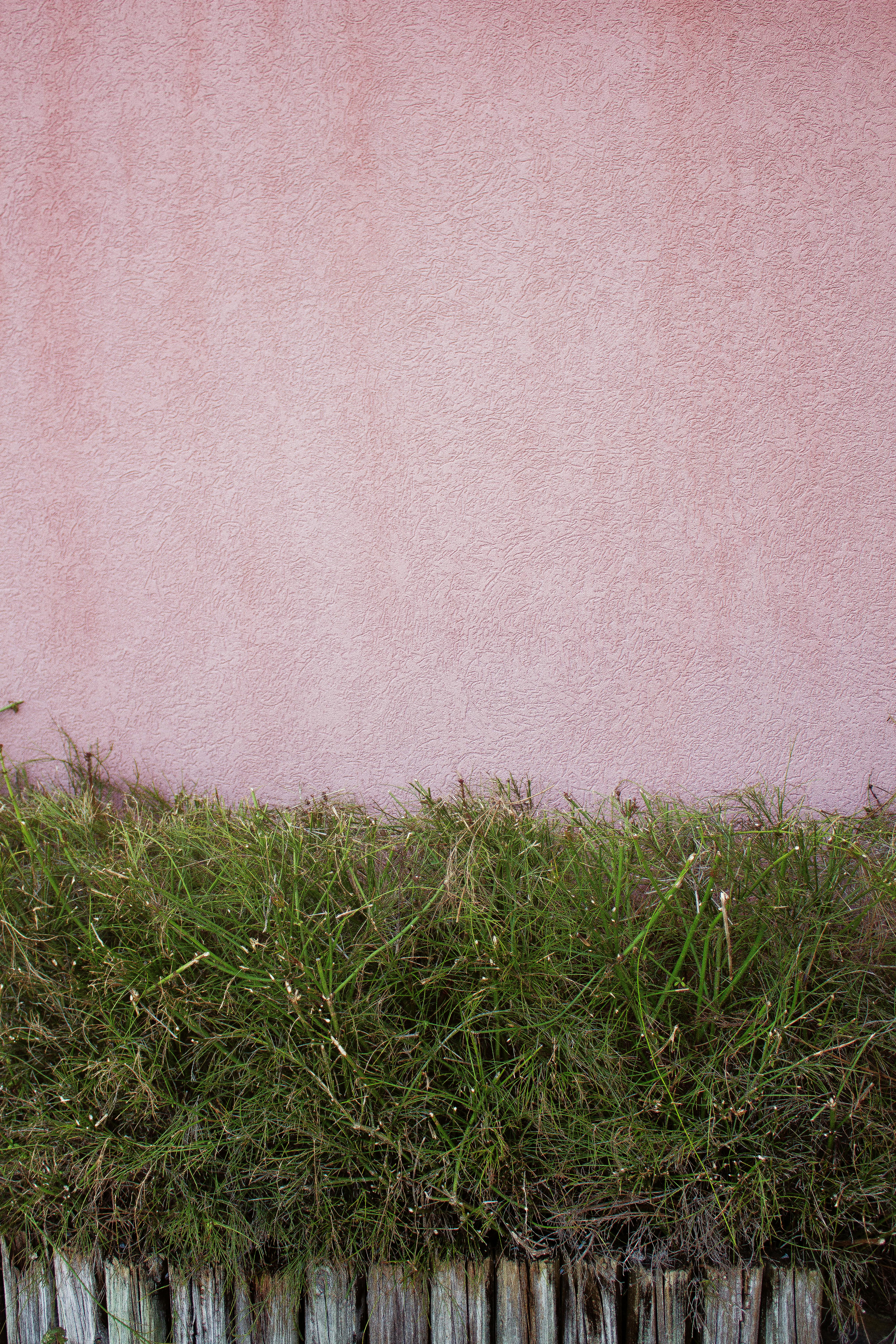 Vertical shot of a smooth pink wall above a patch of green grass.