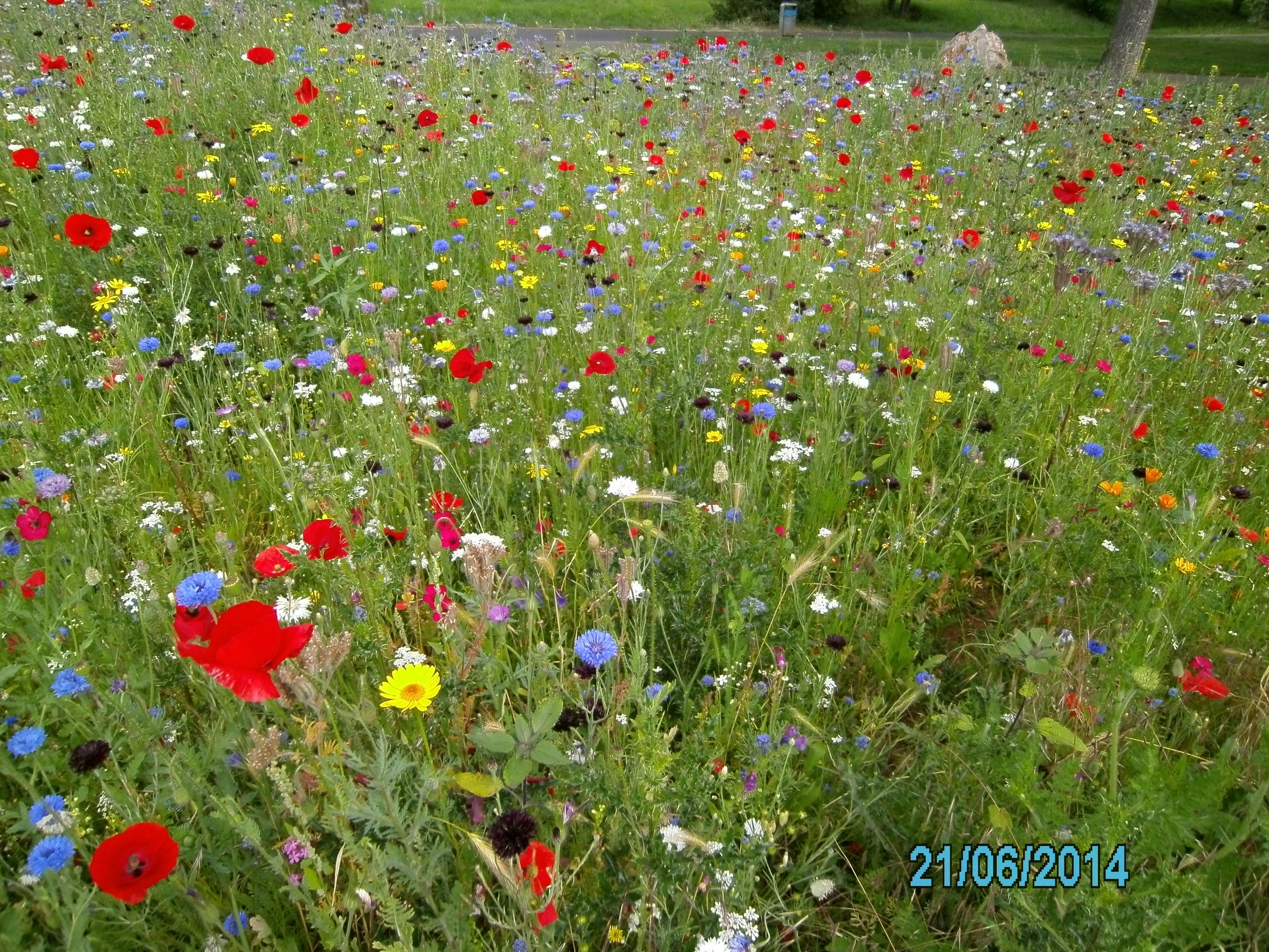 Kostenloses Foto Zum Thema Blumenwiese