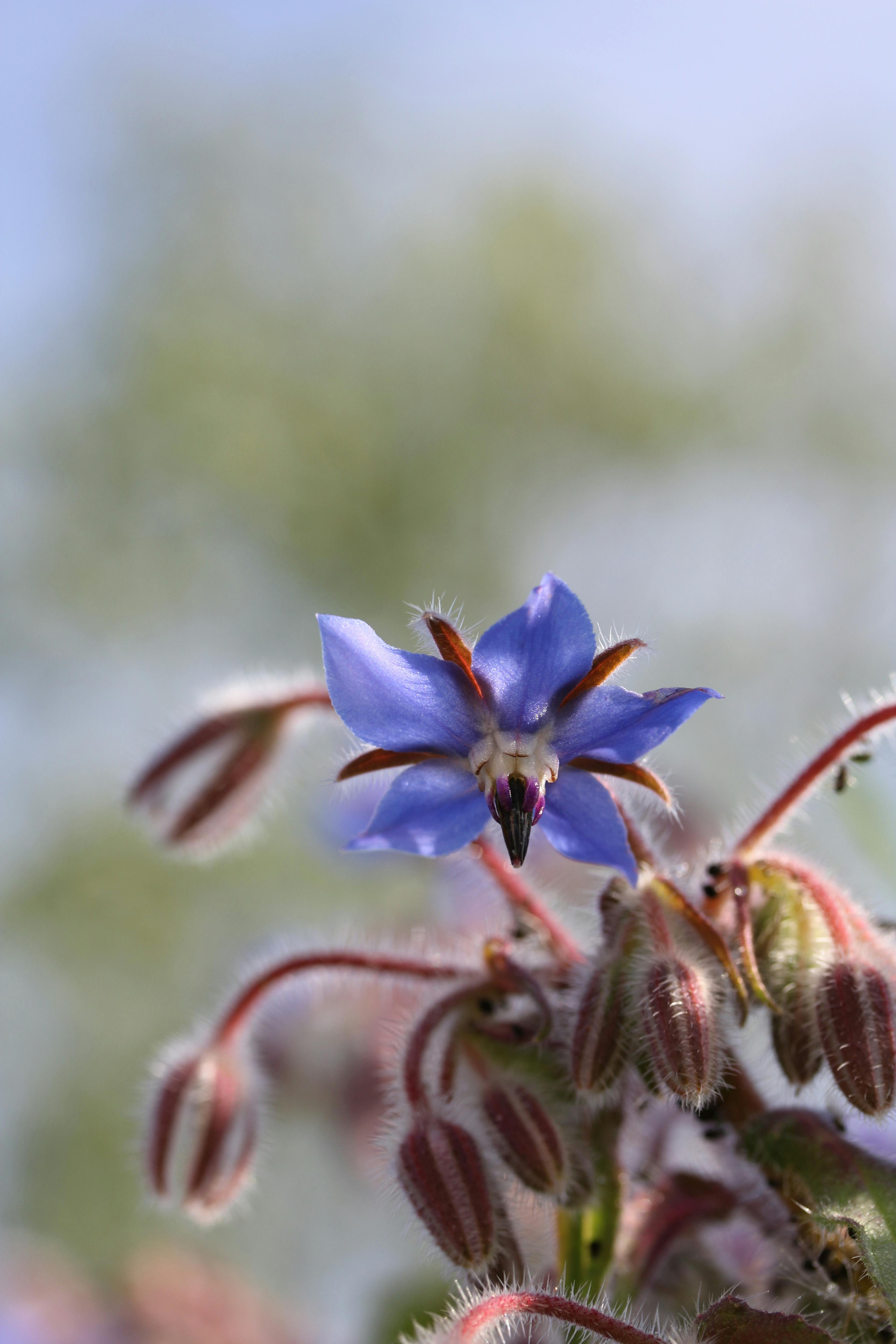 Borage Photos, Download The BEST Free Borage Stock Photos & HD Images