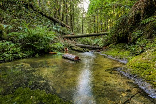 Peaceful stream flowing through lush forest in Mendocino, CA, showcasing vibrant greenery and natural tranquility.