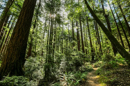 Foto profissional grátis de árvores, caminho, floresta