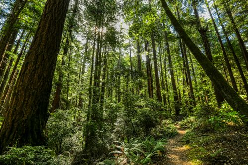 Free Explore the lush wooded trails of a peaceful forest in Mendocino, California. Stock Photo