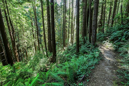 Foto profissional grátis de árvores, caminho, floresta