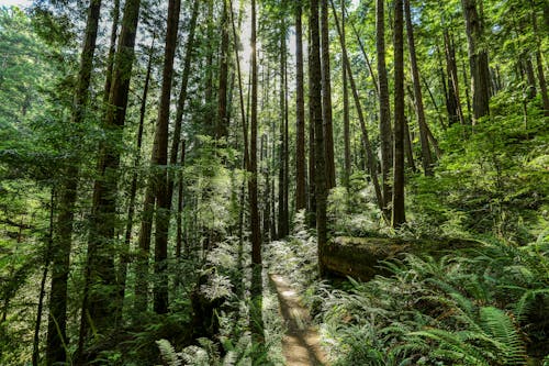 Foto profissional grátis de árvores, caminho, floresta