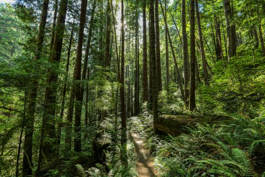 A tranquil path winds through lush redwood trees in Mendocino, California's vibrant forest.