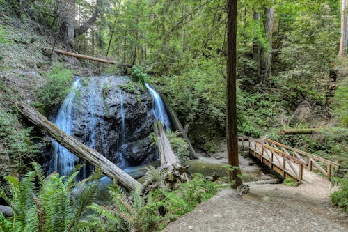 Foto d'estoc gratuïta de arbres, bosc, cascada