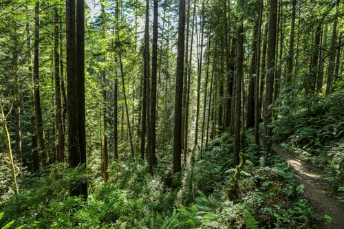 Free Explore the lush redwoods on a tranquil trail in Mendocino, California. Stock Photo