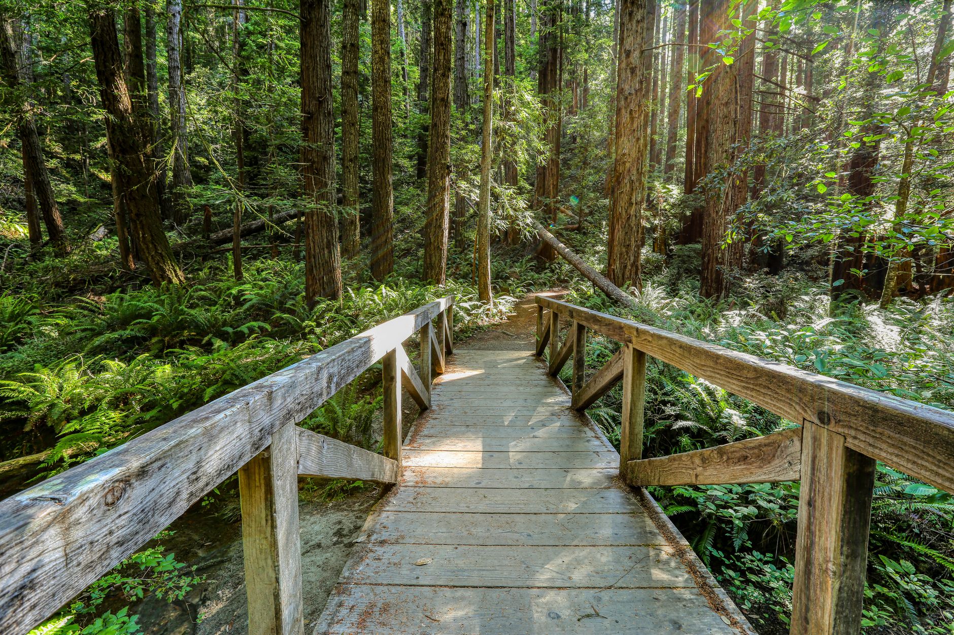 A serene wooden bridge path surrounded by lush greenery in Mendocino, California.