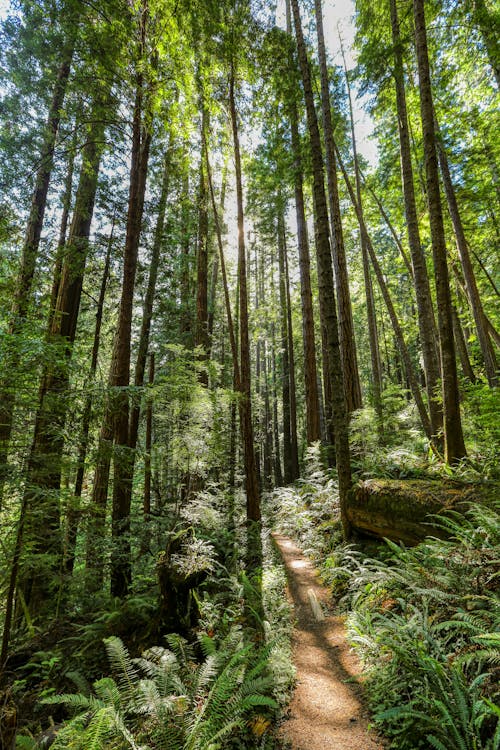 Green Plants and Trees in a Forest