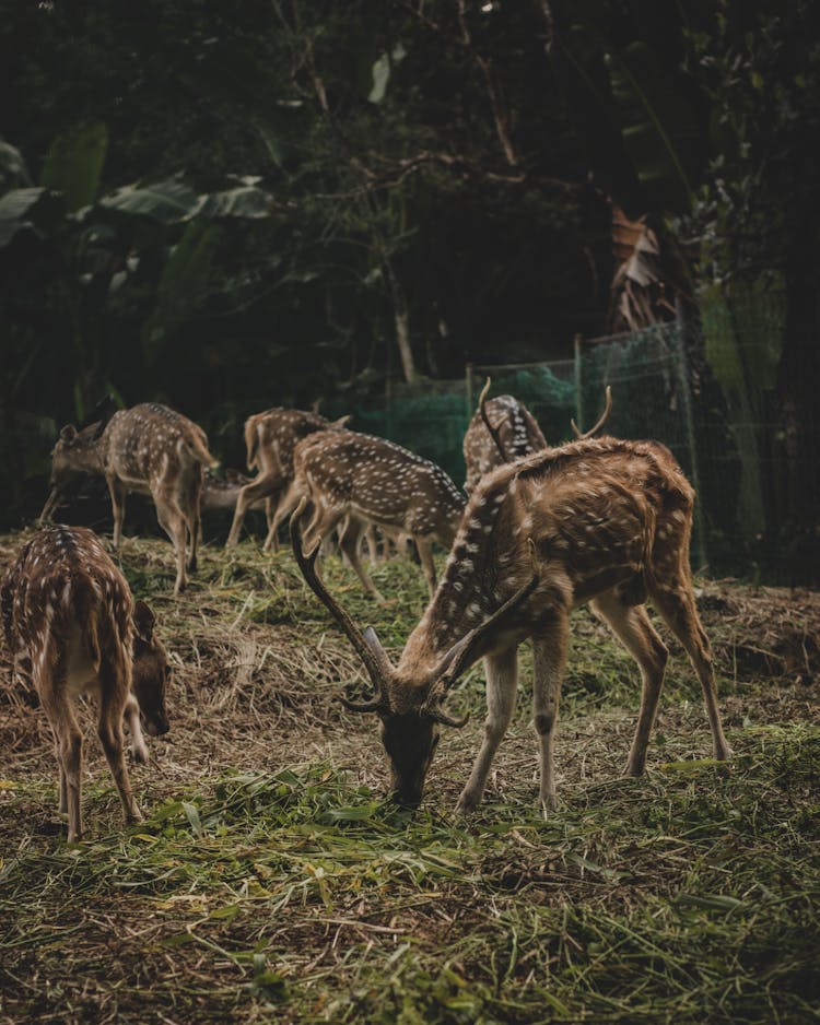 Herd Of Deer Eating Green Grass 