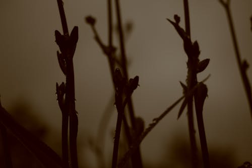 Silhouette of Plants with Raindrops