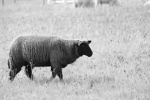 Grayscale Photo of a Sheep on Grass Field