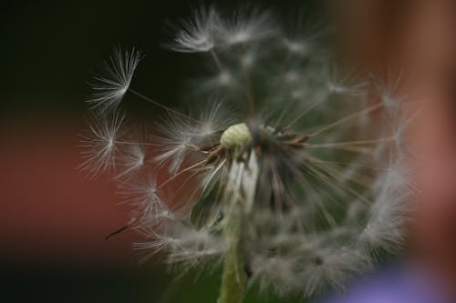 White Dandelion in Close Up Photography