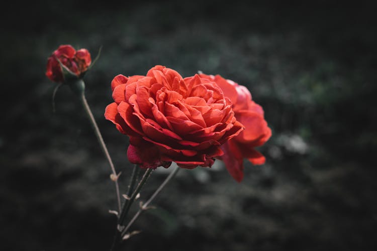 Beautiful Red Rose In Close Up Photography