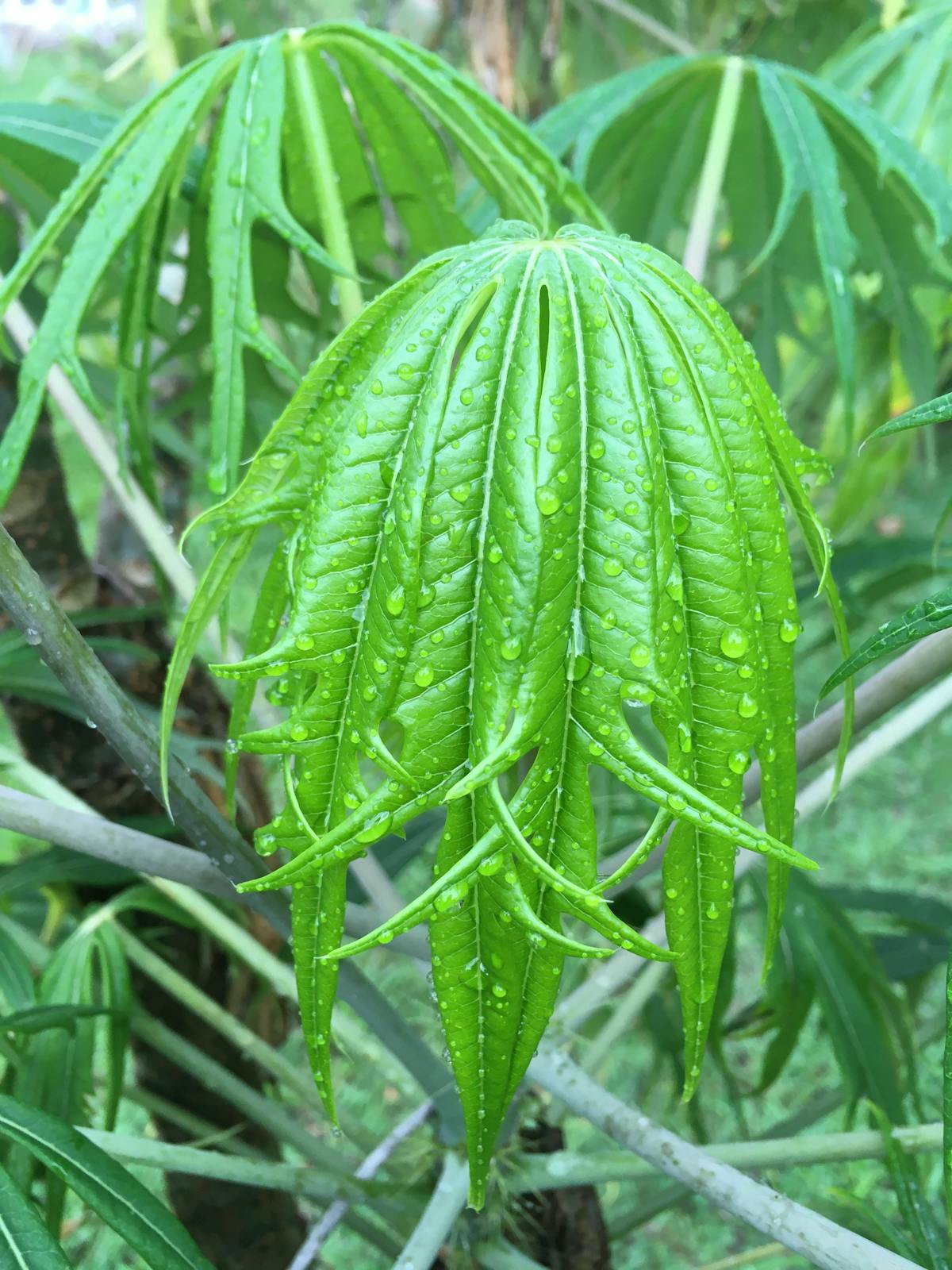 Content creator filming short-form educational video on a smartphone in vertical format