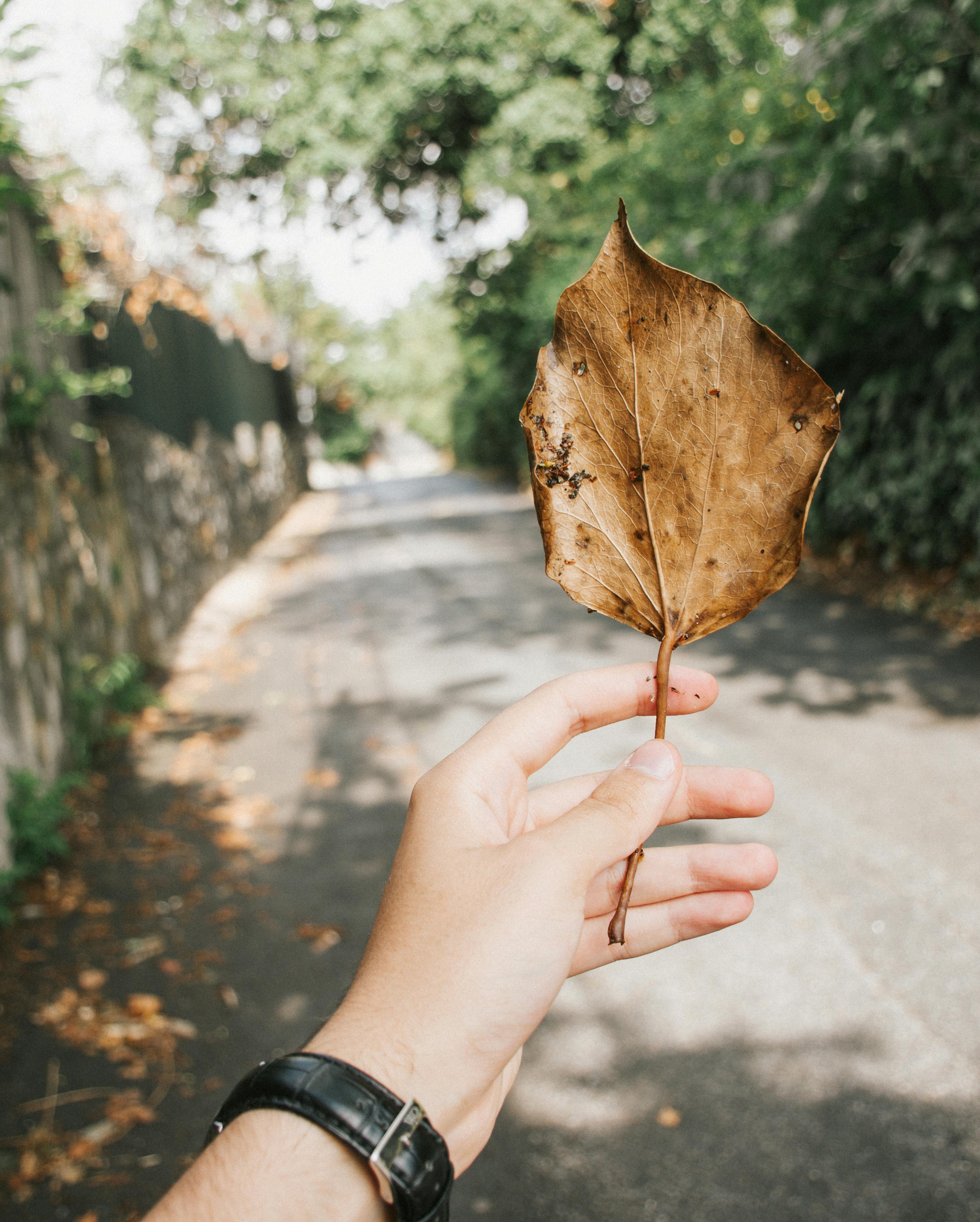 a hand holding a leaf