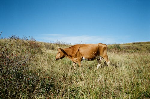 Fotos de stock gratuitas de agricultura, al aire libre, animal