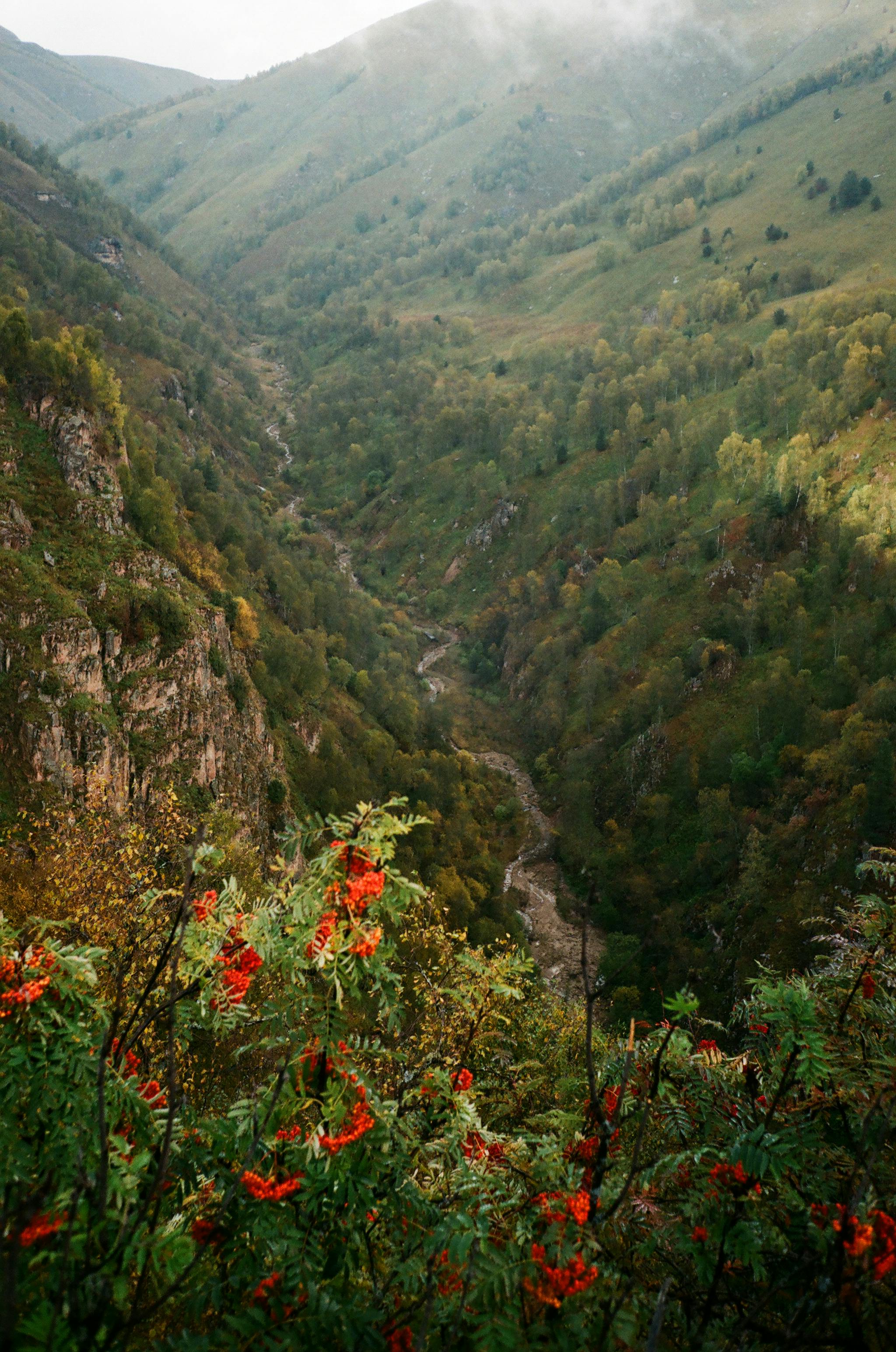 canyon with wavy pathway between greenery mountains and blooming flowers