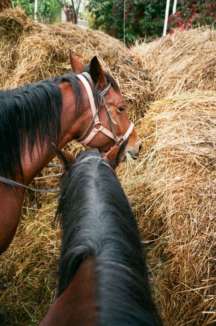 From above of purebred mares with black manes in bridle feeding hay from haystack in daylight