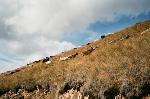 Herd of goats and sheep walking on grass mountain