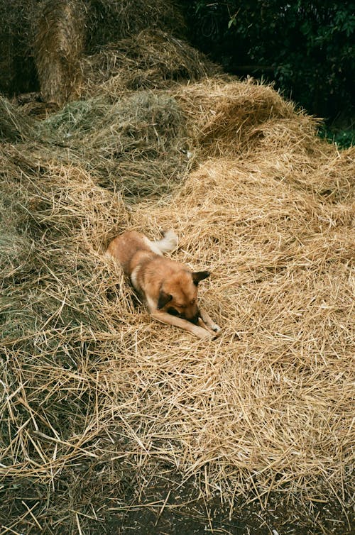 Cute mongrel dog lying on hay in sunlight