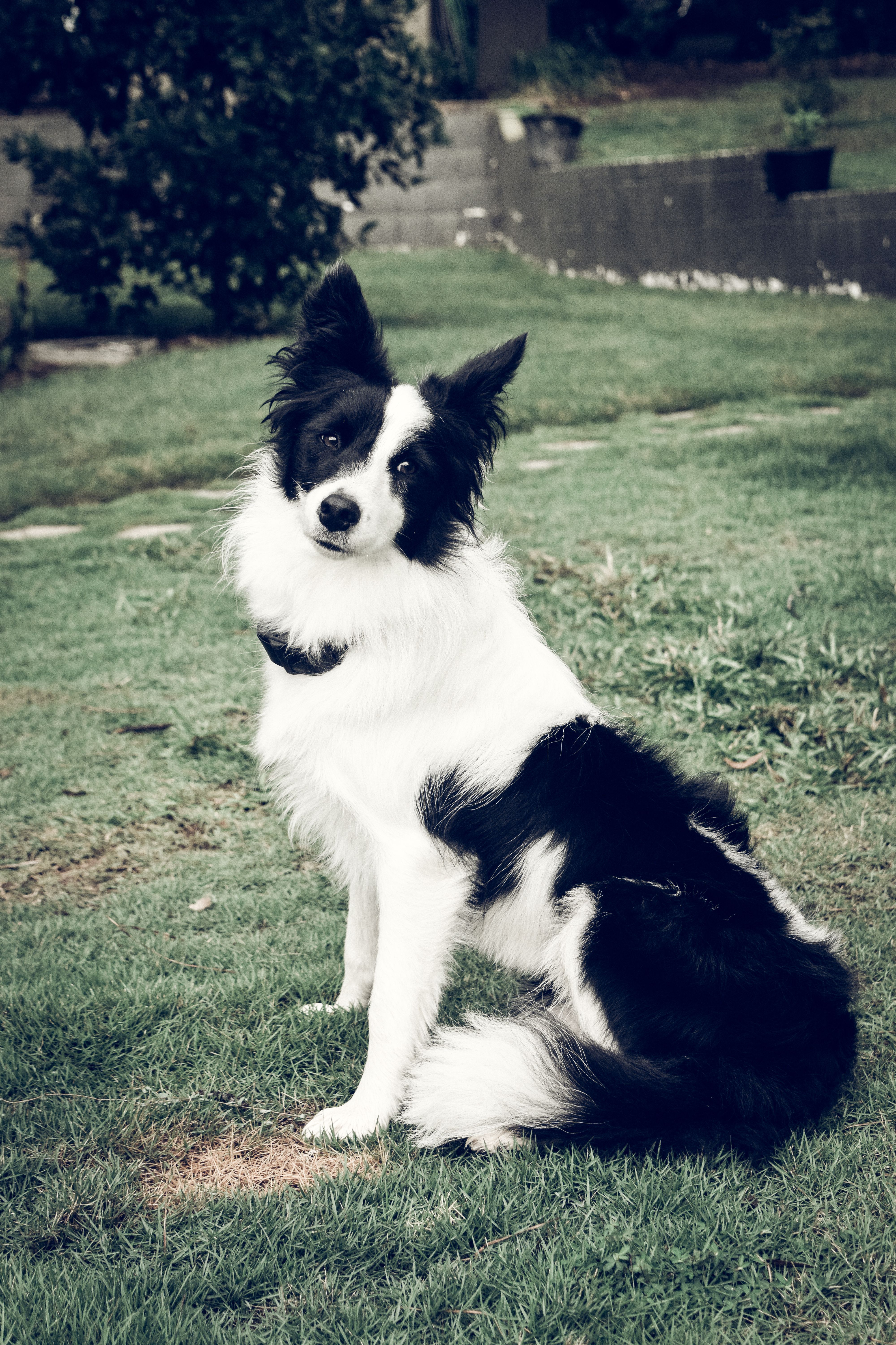 Free Stock Photo Of Black And White Dog Border Collie Collie