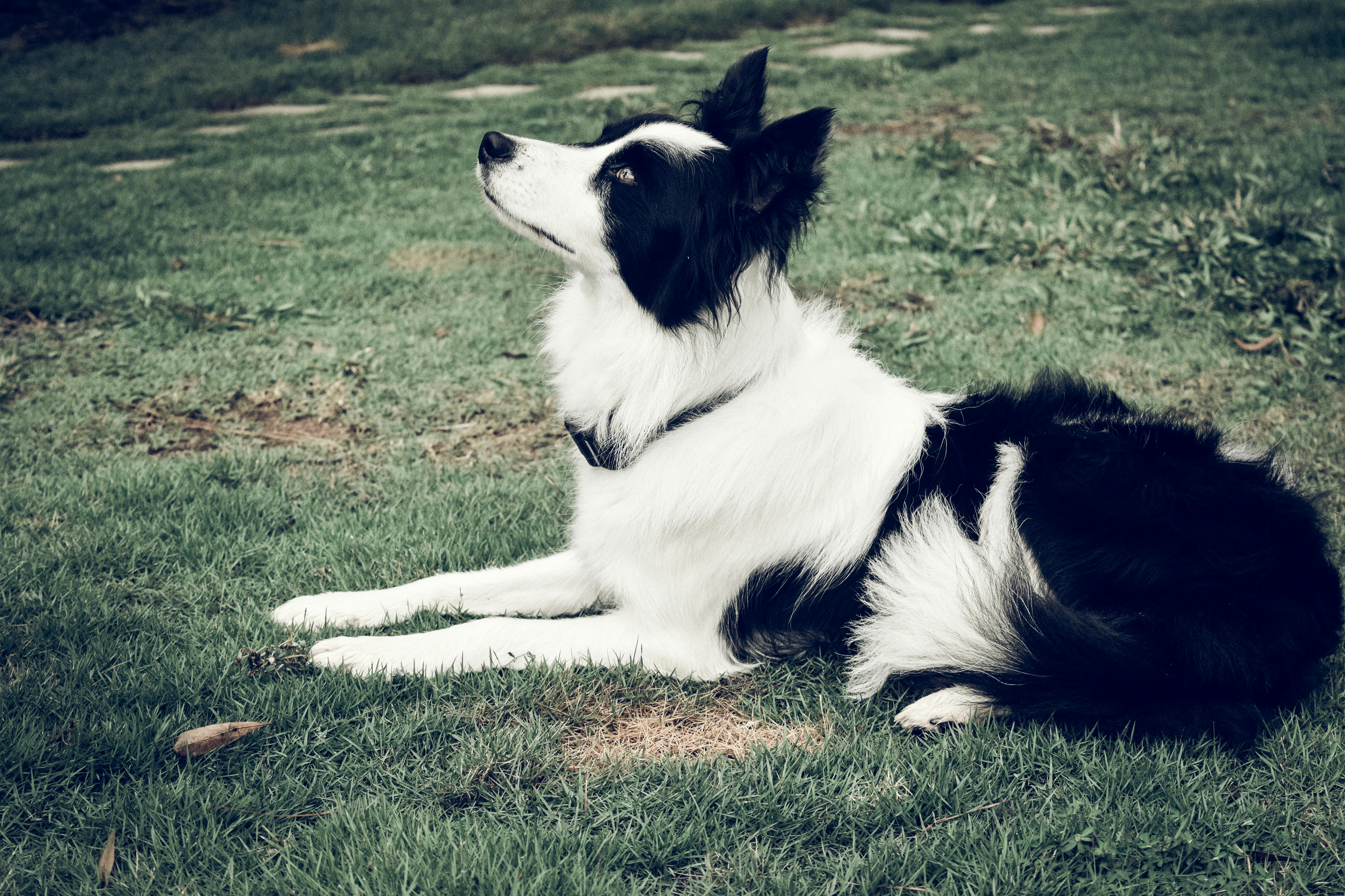 Free stock photo of black and white dog, border collie, collie