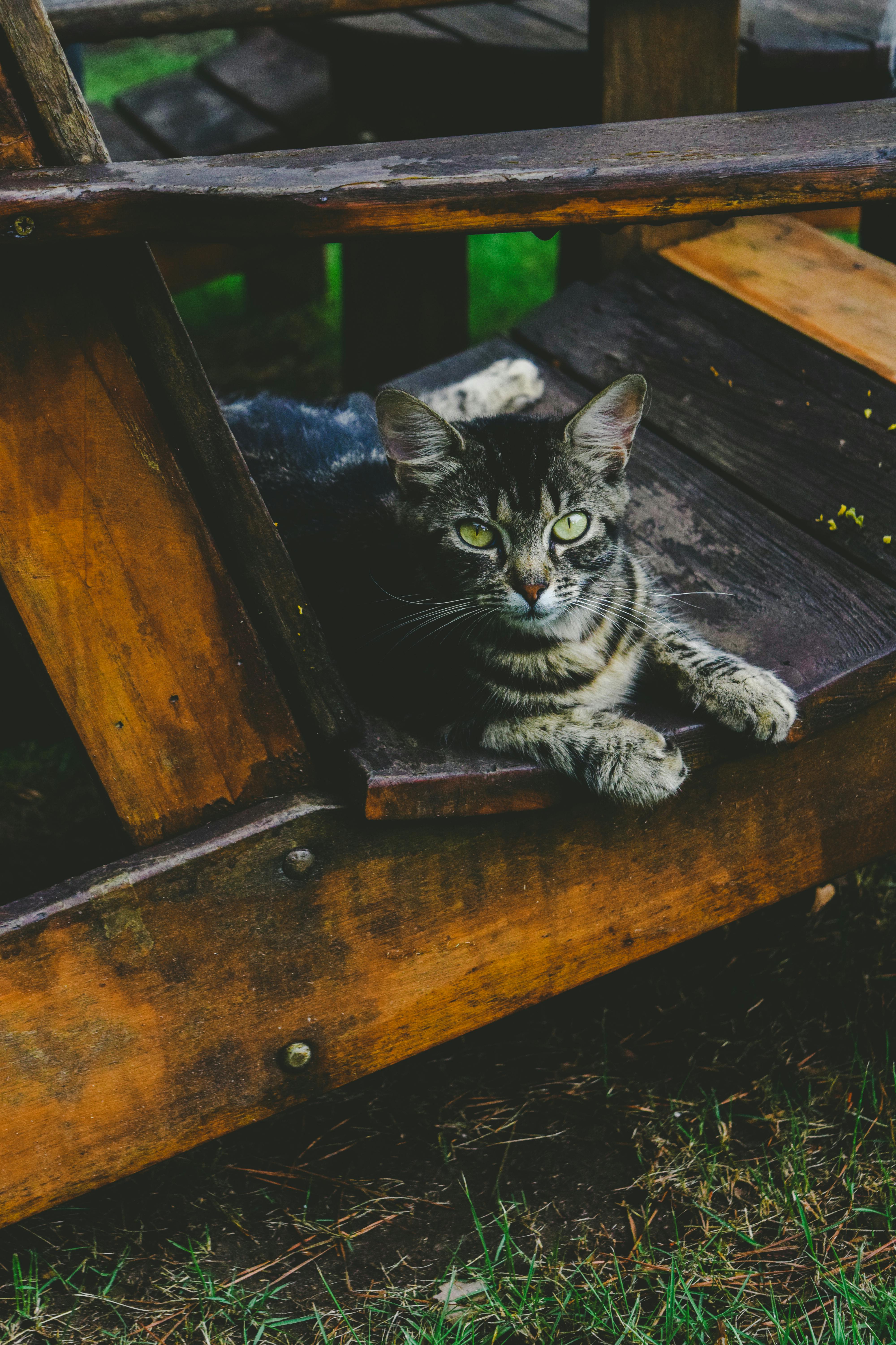 Free stock photo of cat, chair, grass